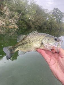 Largemouth Bass
