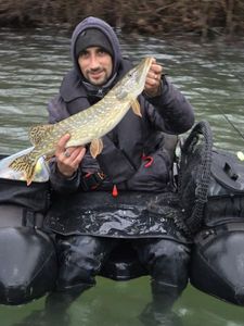 Northern Pike