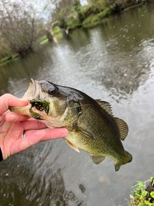 Largemouth Bass