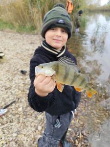 European Perch