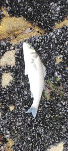 European Bass (Seabass)
