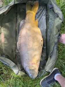 Mirror Carp