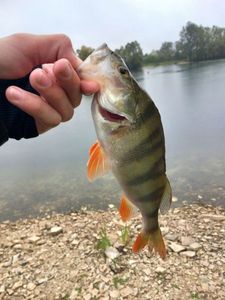 European Perch