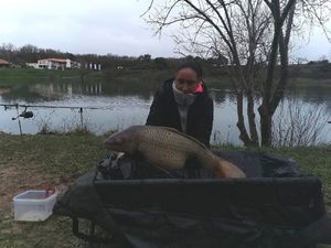 Common Carp