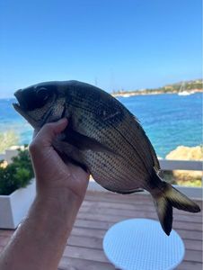 White Seabream