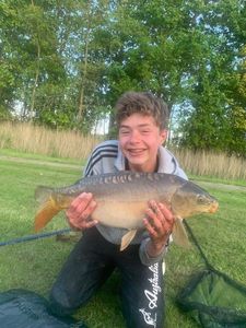 Common Carp