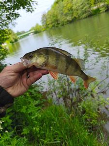 European Perch