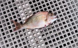 Red Snapper