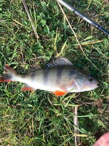 European Perch