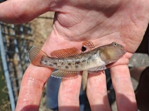 Round Goby