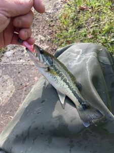 Largemouth Bass