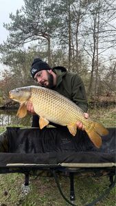 Common Carp