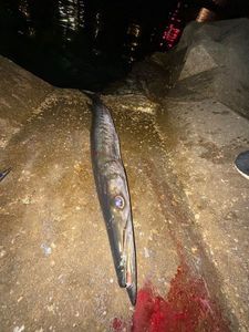 Great Barracuda