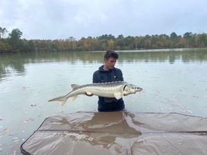 Sturgeon