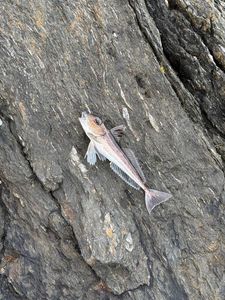 Grey Gurnard