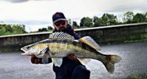 Zander