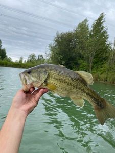 Largemouth Bass