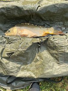 Mirror Carp