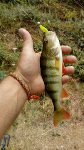 European Perch