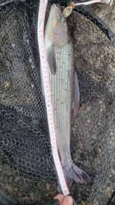 Grayling
