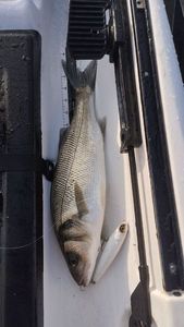 European Bass (Seabass)