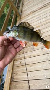 European Perch