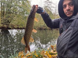 Northern Pike