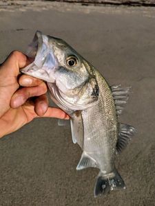 European Bass (Seabass)