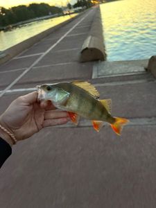 European Perch
