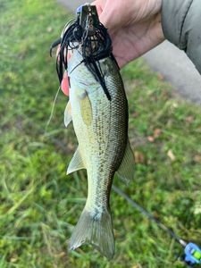 Largemouth Bass