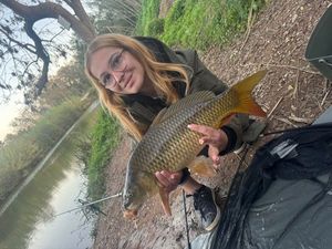 Common Carp