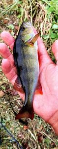 European Perch