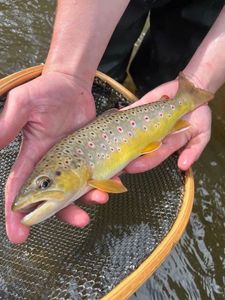 Brown Trout