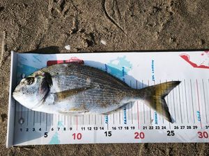 Gilthead Seabream