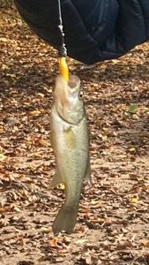 Largemouth Bass