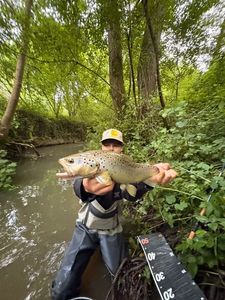 Brown Trout