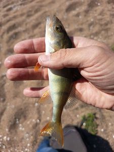European Perch