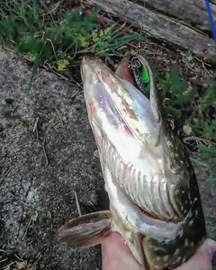Northern Pike