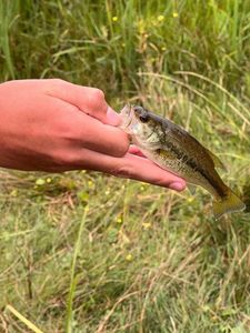 Smallmouth Bass