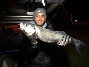 European Bass (Seabass)