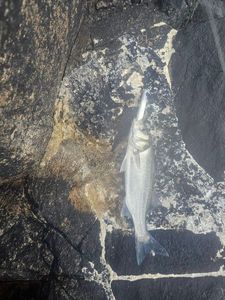 European Bass (Seabass)