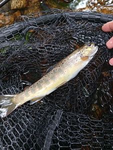 Brown Trout