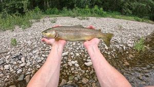 Brown Trout