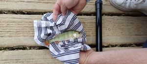 European Perch