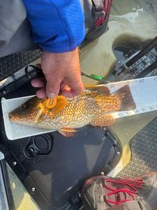Ballan Wrasse