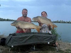 Common Carp