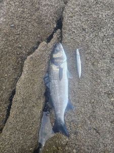 European Bass (Seabass)