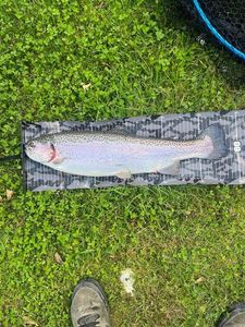 Rainbow Trout