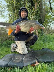 Common Carp
