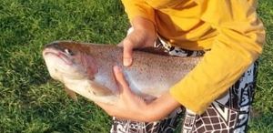 Rainbow Trout